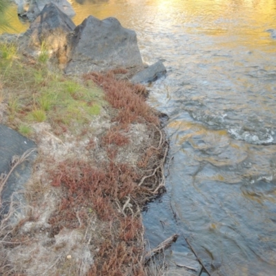 Myriophyllum verrucosum (Red Water-milfoil) at Greenway, ACT - 22 Feb 2017 by MichaelBedingfield