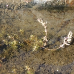 Myriophyllum verrucosum (Red Water-milfoil) at Bonython, ACT - 23 Feb 2017 by MichaelBedingfield