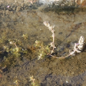 Myriophyllum verrucosum at Bonython, ACT - 23 Feb 2017