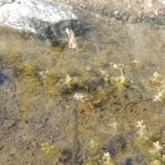 Myriophyllum verrucosum at Bonython, ACT - 23 Feb 2017