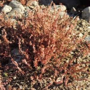 Myriophyllum verrucosum at Bonython, ACT - 23 Feb 2017