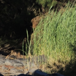 Phragmites australis at Greenway, ACT - 22 Feb 2017 06:55 PM