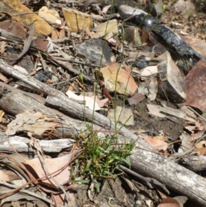 Wahlenbergia graniticola at Acton, ACT - 21 Jan 2017