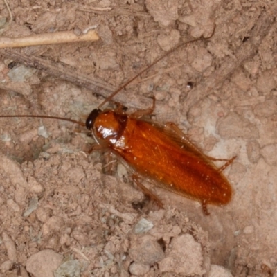 Escala sp. (genus) (Escala cockroach) at Gungahlin, ACT - 25 Feb 2017 by CedricBear