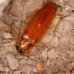 Escala sp. (genus) at Gungahlin, ACT - 25 Feb 2017 09:47 AM