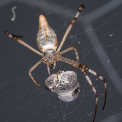 Argiope protensa (Long-tailed Argiope) at Gungahlin, ACT - 25 Feb 2017 by CedricBear