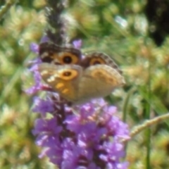 Junonia villida (Meadow Argus) at Greenway, ACT - 25 Feb 2017 by SteveC