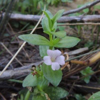 Gratiola peruviana (Australian Brooklime) at Greenway, ACT - 22 Feb 2017 by michaelb