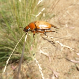 Anoplognathus brunnipennis at Molonglo Valley, ACT - 3 Jan 2017