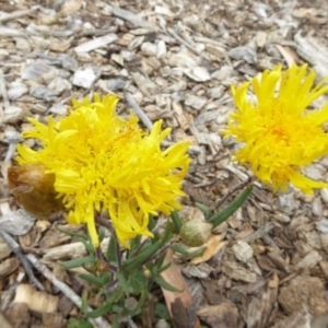 Podolepis jaceoides at Molonglo Valley, ACT - 1 Feb 2017 02:47 PM