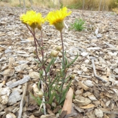 Podolepis jaceoides at Molonglo Valley, ACT - 1 Feb 2017