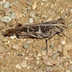 Gastrimargus musicus at Molonglo Valley, ACT - 20 Feb 2017 03:01 PM
