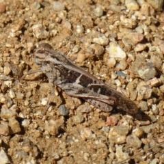 Gastrimargus musicus at Molonglo Valley, ACT - 20 Feb 2017 03:01 PM