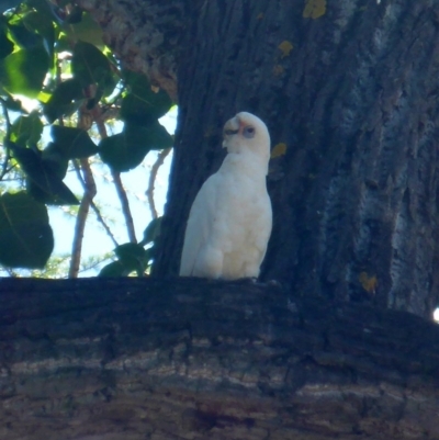 Cacatua sanguinea (Little Corella) at Canberra, ACT - 19 Feb 2017 by JanetRussell