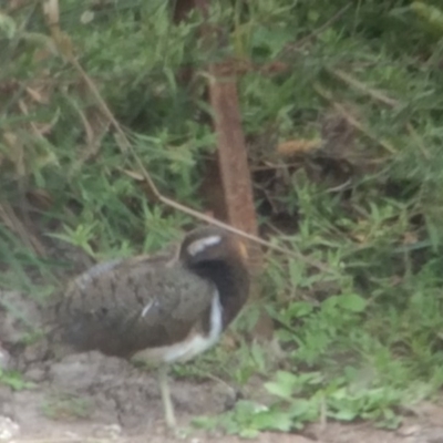 Rostratula australis (Australian Painted-snipe) at Bungendore, NSW - 25 Feb 2017 by davidmcdonald