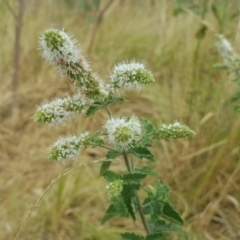 Mentha spicata (Garden Mint) at Farrer Ridge - 25 Feb 2017 by Mike