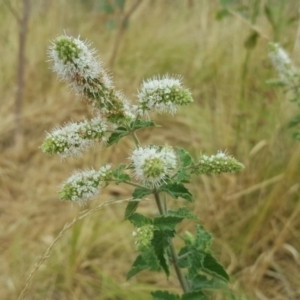 Mentha spicata at Farrer Ridge - 25 Feb 2017 04:18 PM