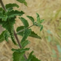 Mentha spicata at Farrer Ridge - 25 Feb 2017 04:18 PM