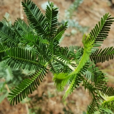 Acacia baileyana x Acacia decurrens (Cootamundra Wattle x Green Wattle (Hybrid)) at Isaacs, ACT - 24 Feb 2017 by Mike