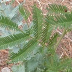 Acacia baileyana x Acacia decurrens at Isaacs, ACT - 24 Feb 2017