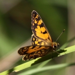 Oreixenica lathoniella (Silver Xenica) at Cotter River, ACT - 23 Feb 2017 by HarveyPerkins