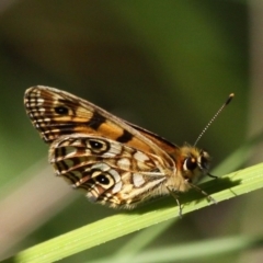 Oreixenica lathoniella at Cotter River, ACT - 24 Feb 2017