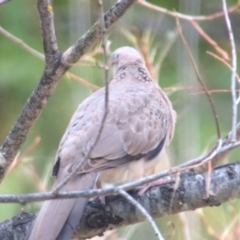 Spilopelia chinensis (Spotted Dove) at Bungendore, NSW - 25 Feb 2017 by davidmcdonald