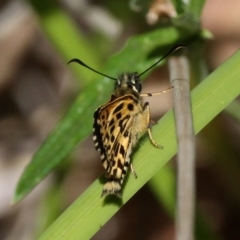 Hesperilla munionga (Alpine Sedge-Skipper) at Cotter River, ACT - 23 Feb 2017 by HarveyPerkins