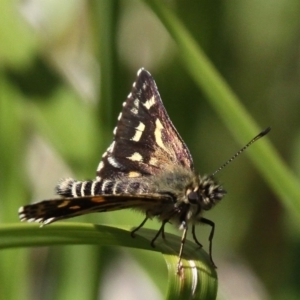 Hesperilla munionga at Cotter River, ACT - 24 Feb 2017