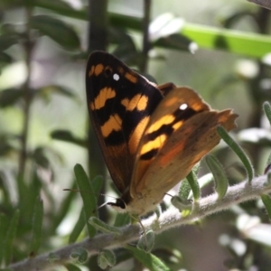 Heteronympha solandri at Cotter River, ACT - 24 Feb 2017 02:59 PM