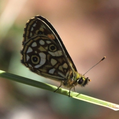 Oreixenica lathoniella (Silver Xenica) at Cotter River, ACT - 24 Feb 2017 by HarveyPerkins