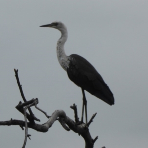 Ardea pacifica at Farrer Ridge - 25 Feb 2017 04:56 PM