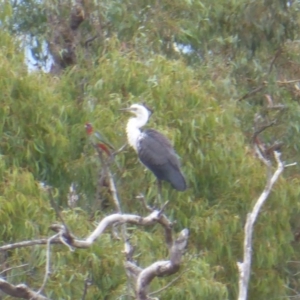 Ardea pacifica at Farrer Ridge - 25 Feb 2017 04:56 PM