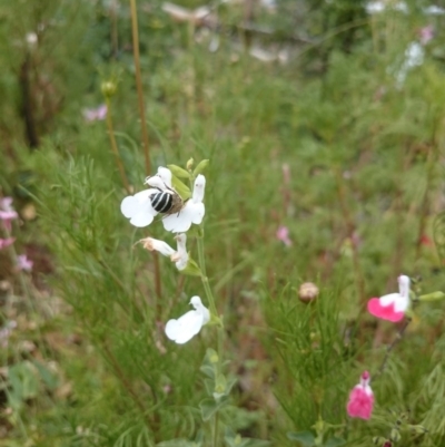 Amegilla (Zonamegilla) asserta (Blue Banded Bee) at Mount Ainslie to Black Mountain - 25 Feb 2017 by snapperoonie