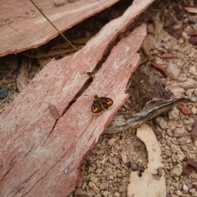 Ocybadistes walkeri (Green Grass-dart) at Weetangera, ACT - 25 Feb 2017 by snapperoonie