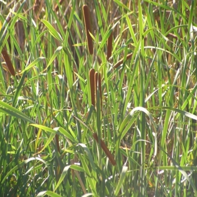 Typha domingensis (Bullrush) at Paddys River, ACT - 22 Feb 2017 by MatthewFrawley