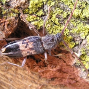 Phoracantha semipunctata at Kambah, ACT - 25 Feb 2017