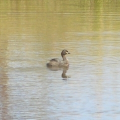 Tachybaptus novaehollandiae (Australasian Grebe) at Namadgi National Park - 22 Feb 2017 by MatthewFrawley