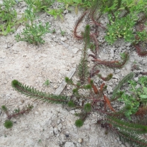 Myriophyllum variifolium at Farrer Ridge - 25 Feb 2017