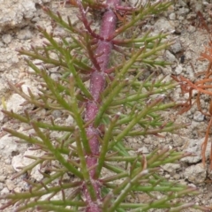 Myriophyllum variifolium at Farrer Ridge - 25 Feb 2017 04:47 PM