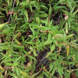 Persicaria prostrata at Farrer Ridge - 25 Feb 2017 04:47 PM