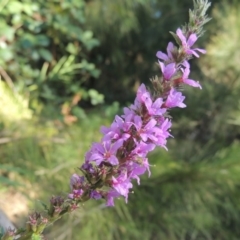 Lythrum salicaria (Purple Loosestrife) at Greenway, ACT - 22 Feb 2017 by MichaelBedingfield