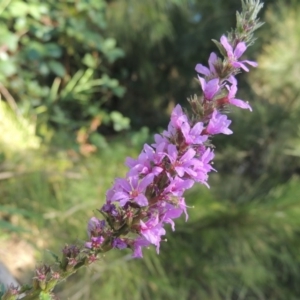 Lythrum salicaria at Greenway, ACT - 22 Feb 2017 06:36 PM