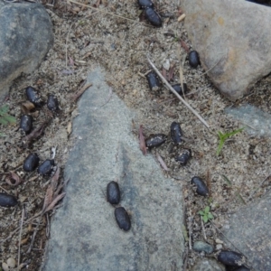 Cervidae (family) at Greenway, ACT - 22 Feb 2017 06:58 PM