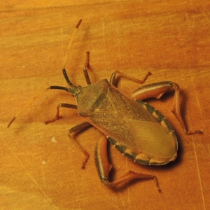 Amorbus sp. (genus) at Greenway, ACT - 21 Feb 2017