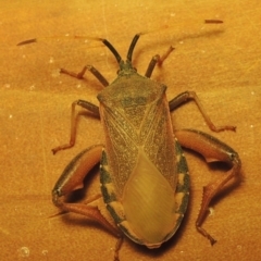 Amorbus sp. (genus) at Greenway, ACT - 21 Feb 2017