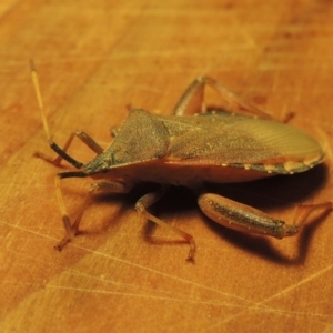 Amorbus sp. (genus) at Greenway, ACT - 21 Feb 2017