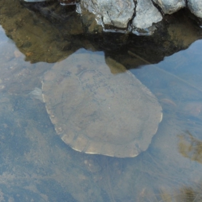 Chelodina longicollis (Eastern Long-necked Turtle) at Greenway, ACT - 22 Feb 2017 by michaelb