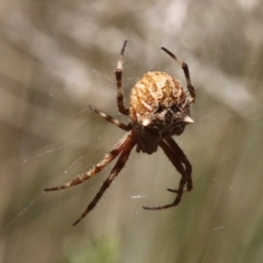 Hortophora sp. (genus) (Garden orb weaver) at Cotter River, ACT - 24 Feb 2017 by HarveyPerkins