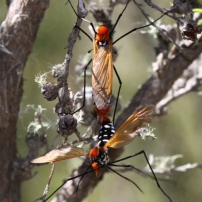 Clytocosmus helmsi (Helms' alpine crane fly) at Cotter River, ACT - 24 Feb 2017 by HarveyPerkins